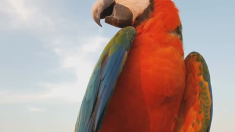 Close up of blue and gold Macaw parrot - With great music