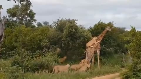 #cebra, #masai, #mara, #kenya, #serengeti, #migration, #wildebeest, #wildanimals,