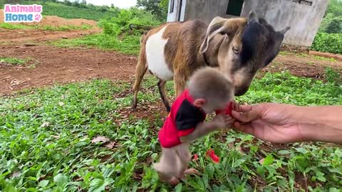 Baby monkey loves to ride