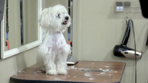 Healthy white maltese. Friendly dog indoor. Ancient breed of dogs