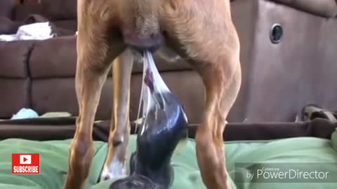 amazing dog giving birth