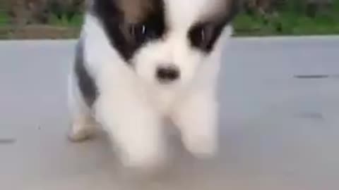 Baby dog playing with egg