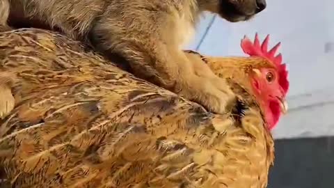 Chicken to take care of the dog