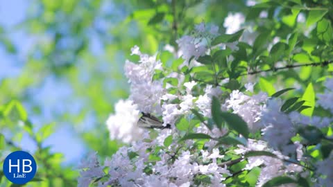 Butterfly on flower, Relaxing music Colorful Butterfly