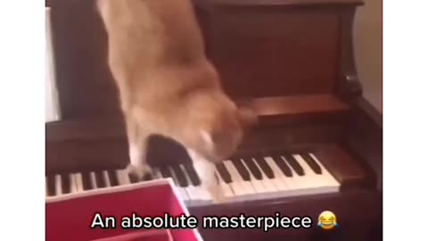 Most Talented Cat u ever See! That's so funny 😹😹😹