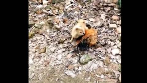 Dog VS Hen Funny Fight /Funny Animals Fight Videos.