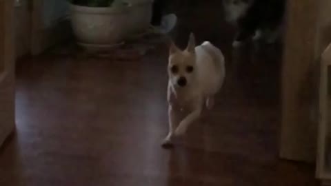 Slowmo white chihuahua runs across wood floor