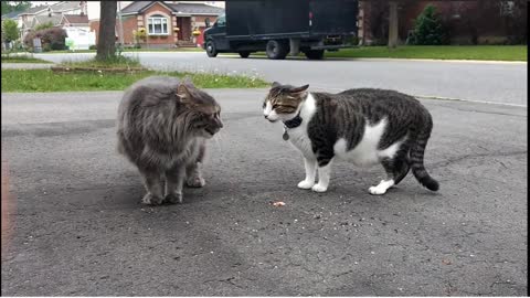 Terrible cat fight over territory dispute-3