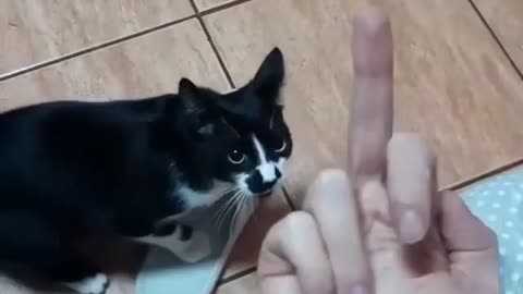 Show me that Finger Again, Crazy Cat 😹😼