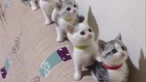 the best funny cats video