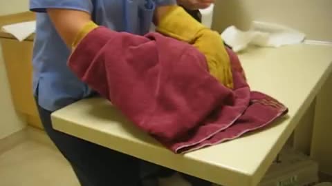 ANGRY CAT VISIT THE VET