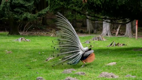 Beautiful Peacock Video