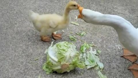 duck eating vegetables