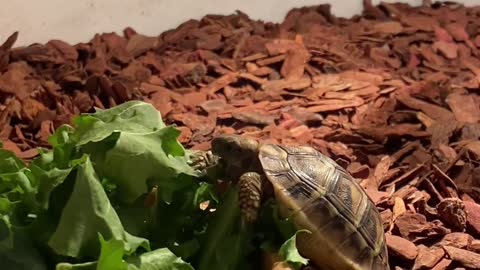 A cute turtle is eating.