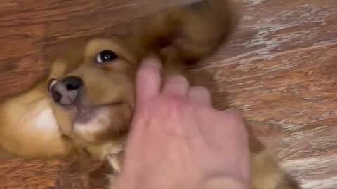 Mini Dachshund Is A Belly Rub Enthusiast