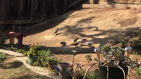 Dinner time for my Mourning Doves