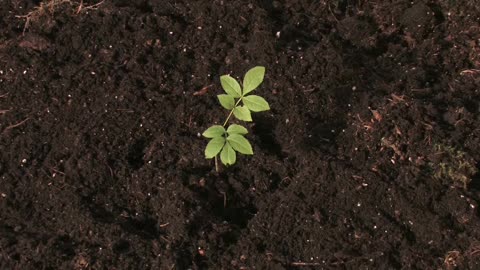 After three days, a small white bud of the seed drilled out of the soil