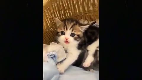 beautiful babies playing with cats