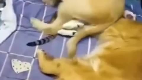 Funniest Cat And Dogs 😂 Funny Animal Videos 2022