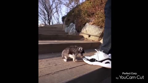 Micro husky puppy play time