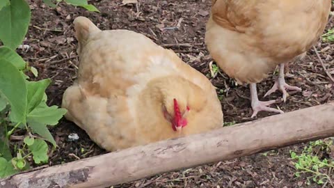 OMC! Are these chickens lazy or what!? #lazy #chickens #hens #flock #shorts #backyardchickens