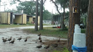 Whistling Ducks @ #VenusRanch