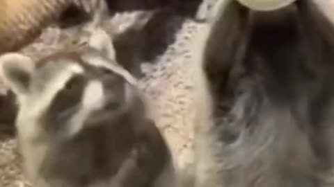 Most amusing Cat And Dogs 😂 Funny Animal Videos 2022