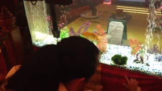 Blasian Babies Sister Amused By Aquarium!