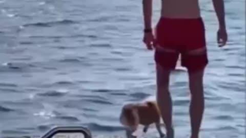 Another stupid and cute dog was cheated into the sea