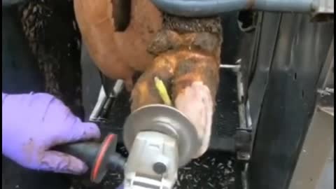 Hoof Trimming ASMR