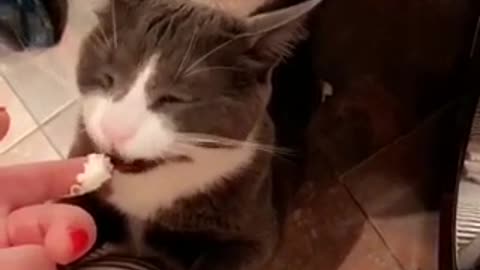 Cat licking whip cream from girls finger