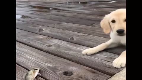 Retrievers Make It Better - Funny Puppy Videos