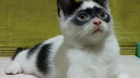 Zorro Kitten