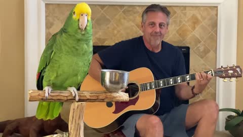 Parrot Sing Dust in the wind / Loro Roquero canta y toca guitarra