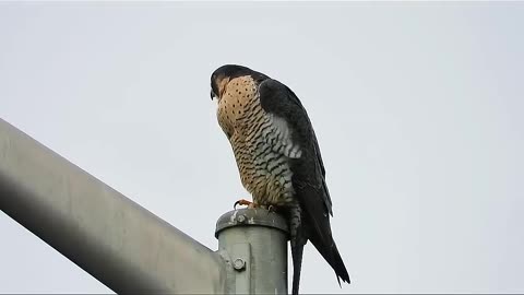 fastest animal falcon