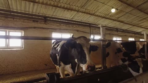 Cows in a stall. Horned animals chew food