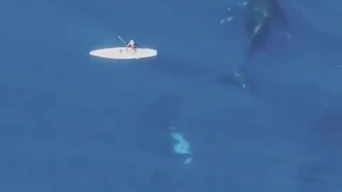 The surfer and the whales!