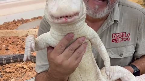 Albino American alligator love their food