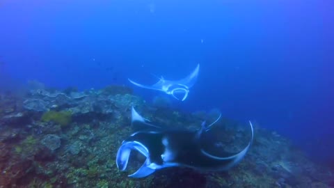 Snorkeling