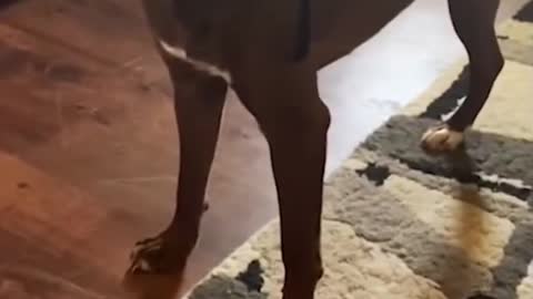 FUNNY TALKING DOGS BEING SMART