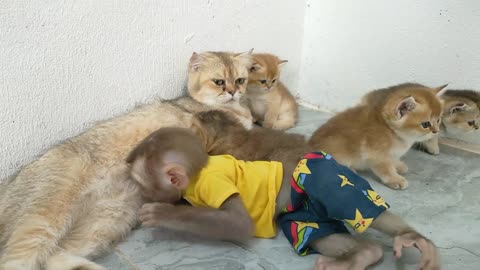 Baby monkey Mon so happy to see the kittens after a long time