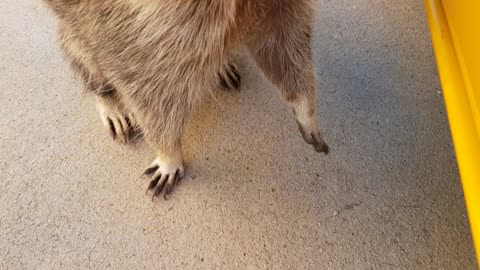 Raccoon is inspecting the car.