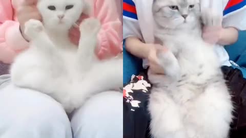 These two cats look so cute