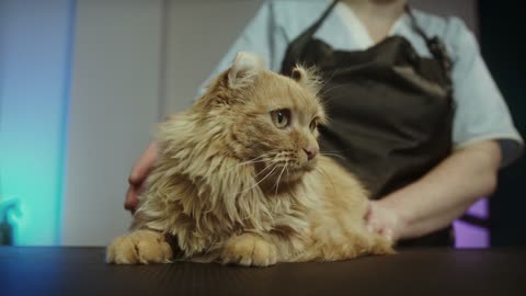 A Woman Petting a Cat