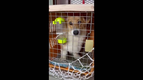 Shinji The Corgi- Just Landed in Singapore #shorts