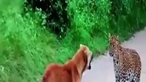 Fierce battle of dogs and lone leopard