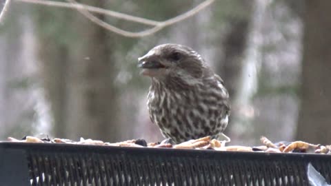 Female Purple Finches