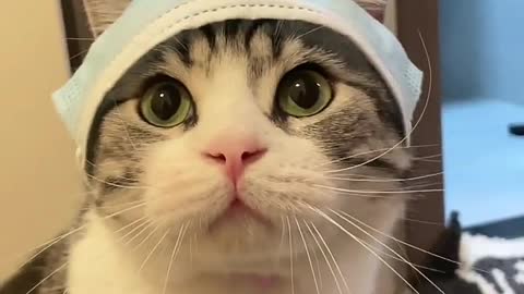 Cute Cat Video