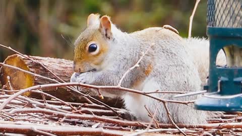 Squirrel best funny complication video &cut video......🦨🦨🦨🦨🦨🦨