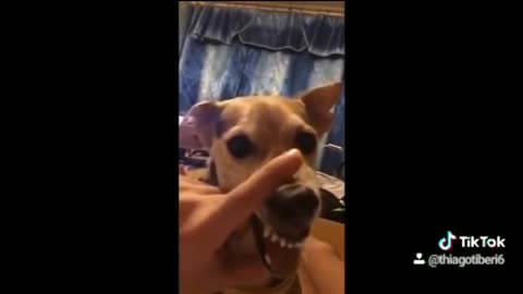 Funny dog talking